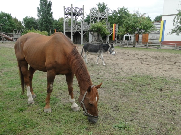 De ezel en het paard aaien