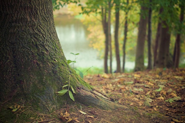 Kom even helemaal tot rust tijdens een wandeling in het bos