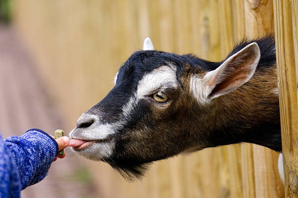 Kinderboerderij 't Molentje in Heemstede