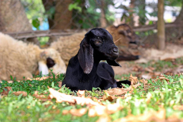 Kinderboerderij de Pijp in Amsterdam