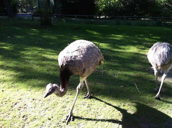 Emoe's in Dierenwijck