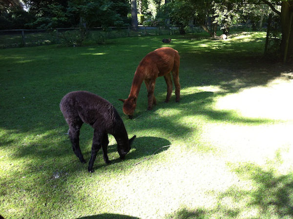 Dierenwijck Lama's Amerikaanse weide