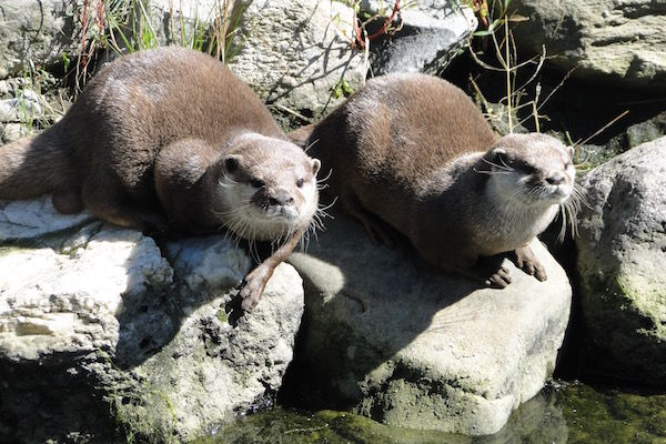 Bekijk de otters in de otterpoel