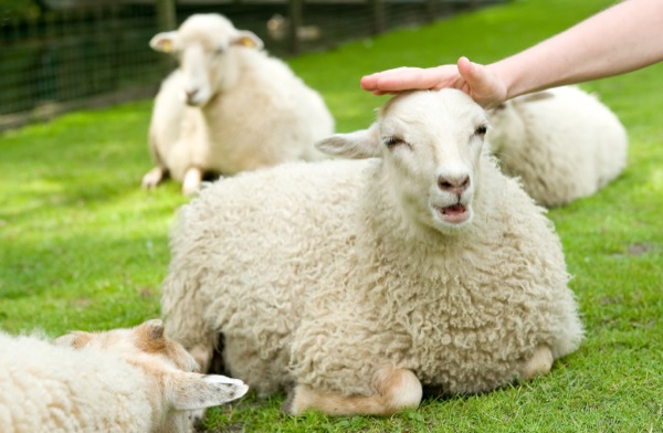 Aai de schapen en andere dieren in Plaswijckpark