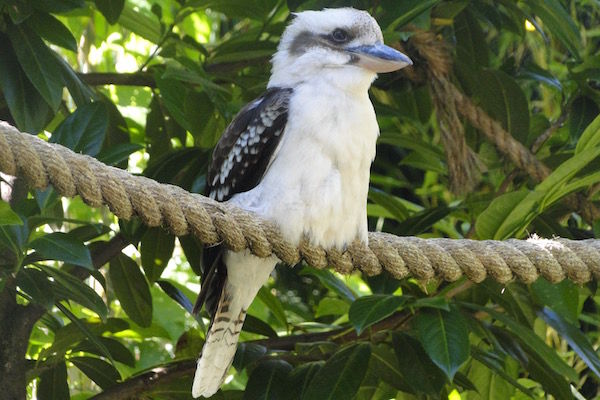 Mooie vogels in de dierentuin van Plaswijckpark