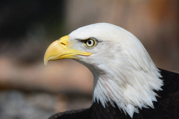 Falconcrest Roofvogelpark