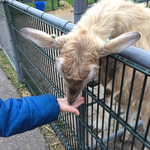 Kom zelf dieren voeren