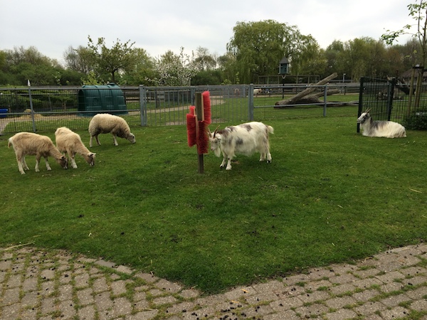 Geiten en schapen in de rondloopweide