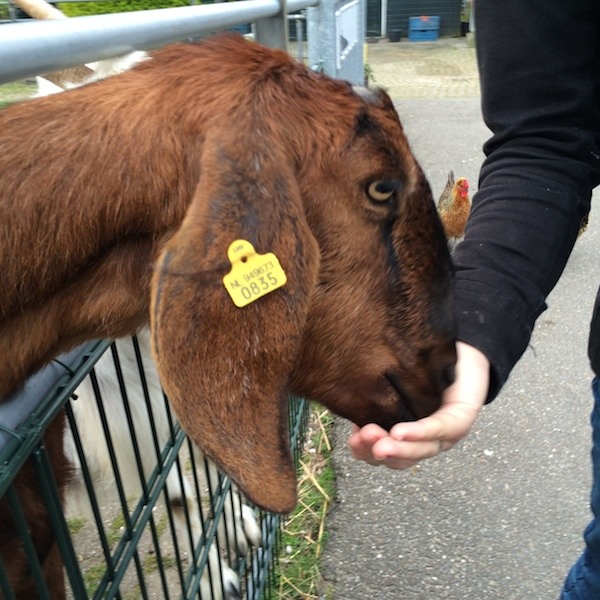Kinderboerderij Wassenaar: Geiten uit je hand laten eten