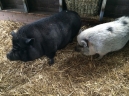 Afbeelding van Kinderboerderij Wassenaar