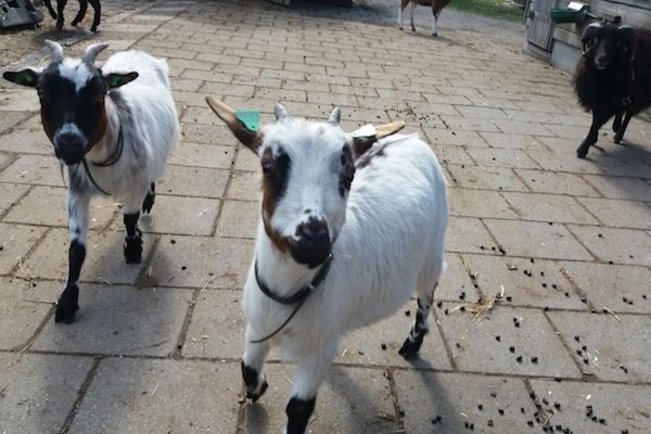 Op een gezellige manier in contact komen met allerlei verschillende dieren