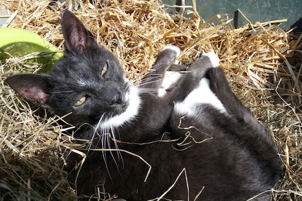 Poes ligt lekker in het zonnetje