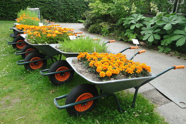 Kruiwagens vol met bloemen