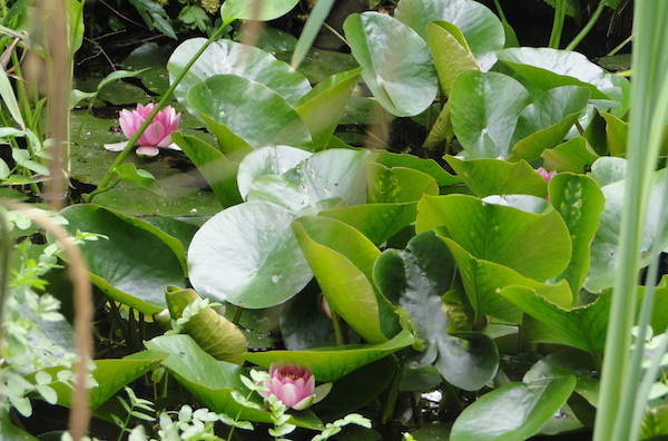 Hortus Botanicus Leiden: Mooie grote waterlelies