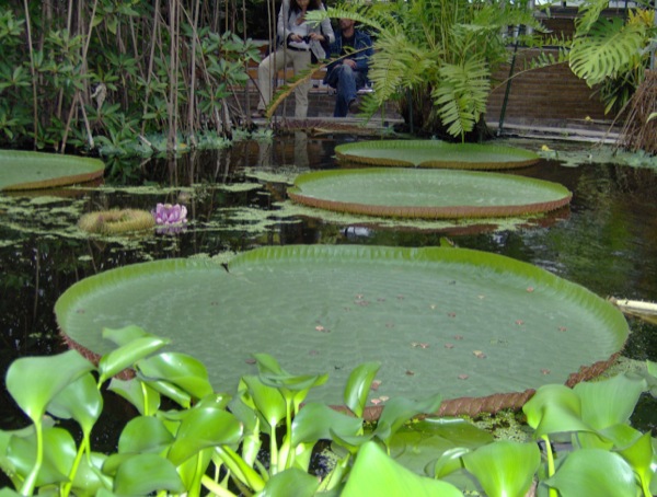 Hortus Botanicus Leiden: Victoria Amazonica