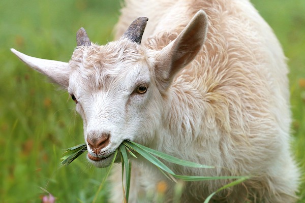 Bezoek de leuke dieren bij de kinderboerderij in Den Haag