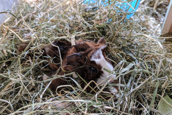 Avonturenboerderij Molenwaard pasgeboren cavia's