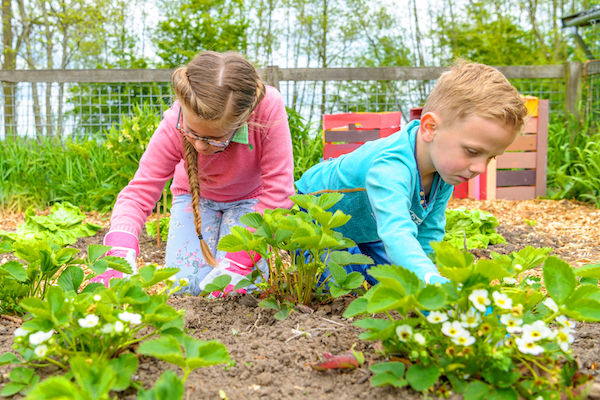 Leer van alles in de moestuin