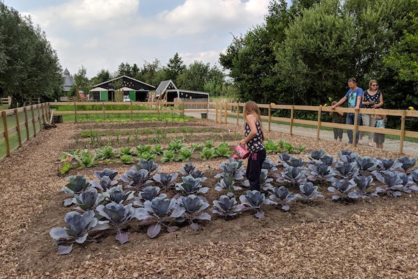 Water geven in de moestuin