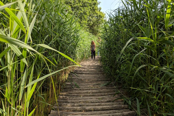 Zoek je weg tussen het water en riet