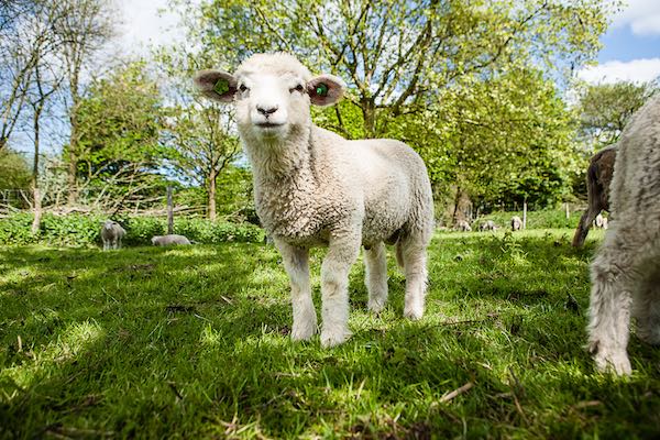 In het Vroege Vogelbos an je allemaal verschillende schapenrassen bewonderen