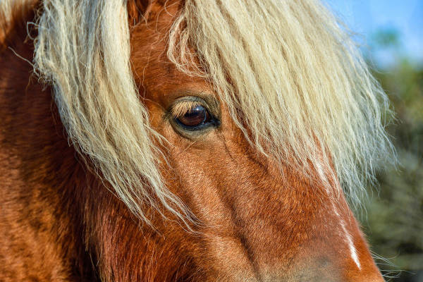 Pony rijden