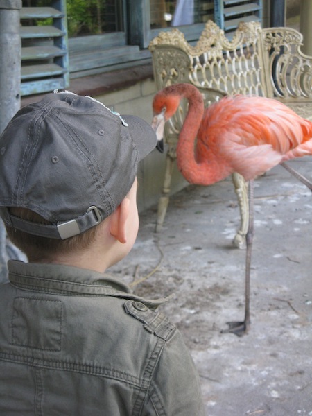 Een Flamingo op het wandelpad