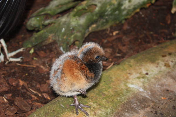 Grijsvleugeltrompetvogel jong