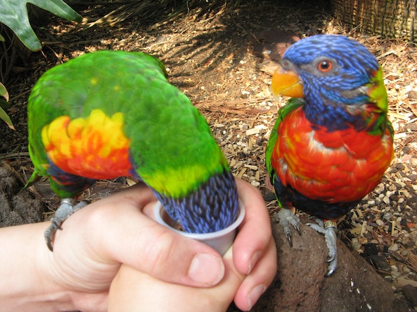 De Lori's (Dwergpapagaaien) voeren bij Vogelpark Avifauna