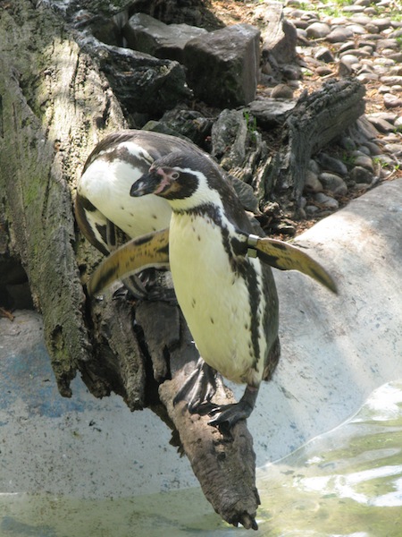 De Pinguins vermaken zich prima