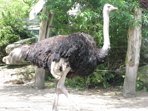 De grote struisvogel