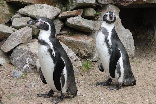 Vogelpark Avifauna: Twee schattige pinguïns
