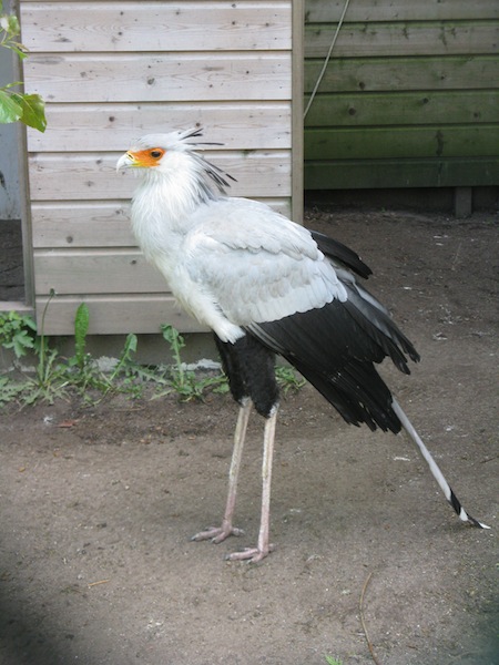 Heeft deze vogel nu twee of drie poten?