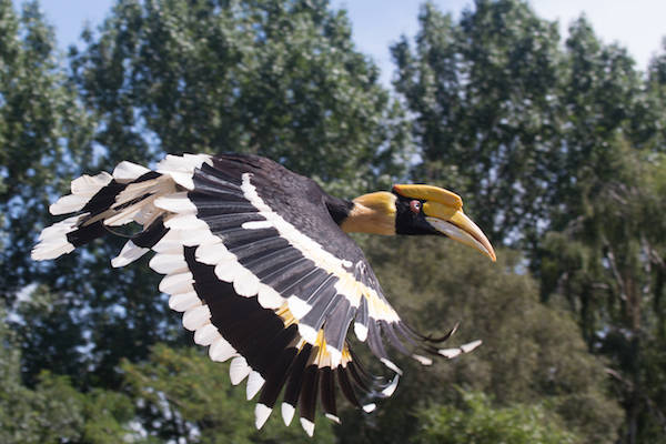 Vogelshow met Dubbele Neushoornvogel