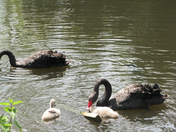 Zwarte Zwanen met jonkies in Vogelpark Avifauna