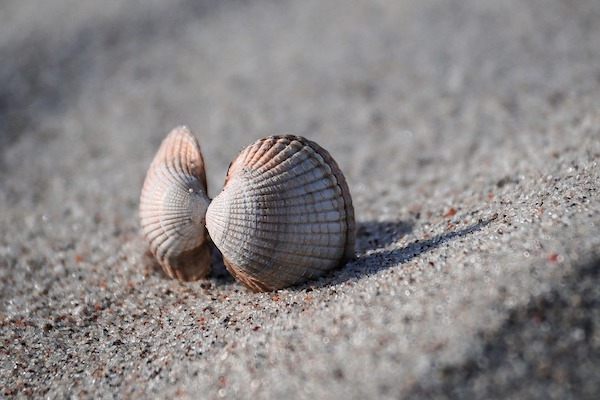 Top 10 uitjes in Schiermonnikoog  en omgeving