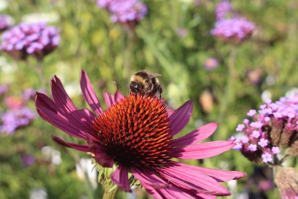 Plantentuin Esveld & YUME Koffie- en Theehuis: Geniet van alle flora en fauna 