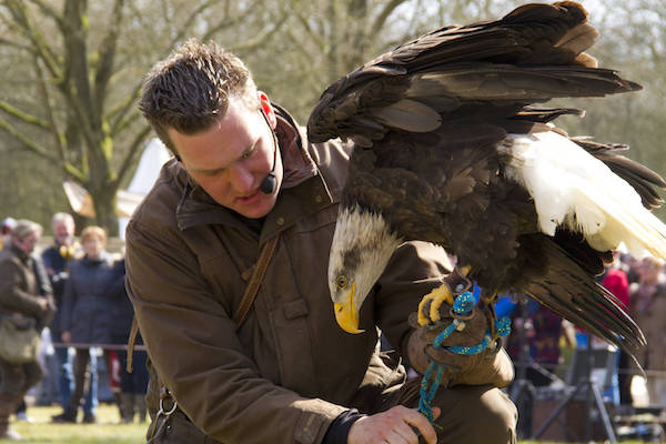 Spectaculaire roofvogel demonstraties