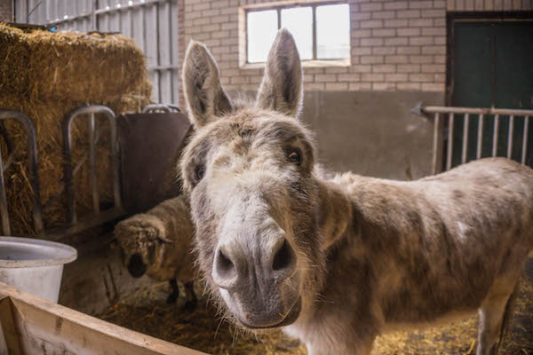 Ontmoet verschillende dieren op de boerderij