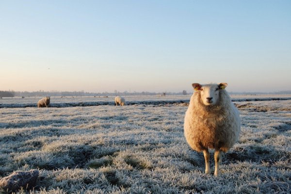 Schapen in weiland met sneeuw