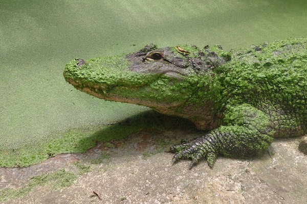 Neem een kijkje bij de krokodil
