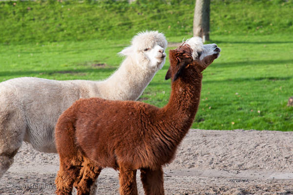 Alpaca's staan in de wei en genieten van de warme zon