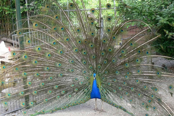 Kinderboerderij Diemen: Prachtig gekleurde pauw