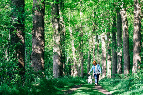 Vrouw aan het wandelen met hond in het bos