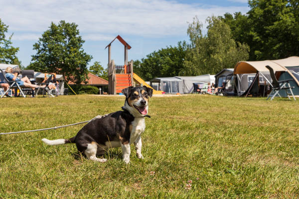 Samen op vakantie met je hond