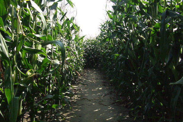 Durf jij het aan om in een veld van 3 hectare op zoek te gaan naar de uitkijktoren?