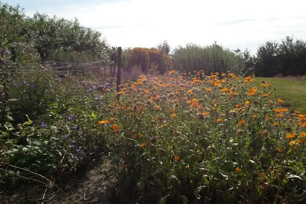 Maisdoolhof en Bloemenboerderij: Stel voor een klein bedrag een groot boeket bloemen samen