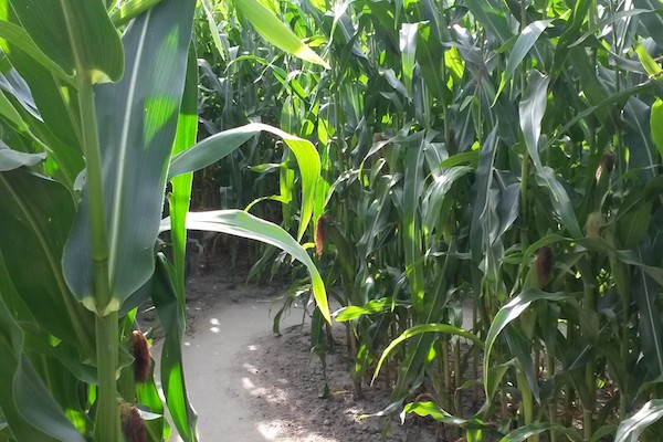 Maisdoolhof en Bloemenboerderij: Dwaal rond in het maïsdoolhof