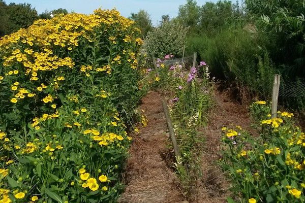 Maisdoolhof en Bloemenboerderij: Bloemenpluktuin