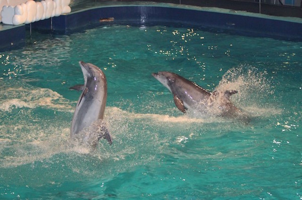 Dolfijnen groeten het publiek